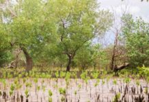 KMF/CNOE ANTSIRANANA : Niara-namboly hazo tamin’ny Fiangonana sy ny Fanjakana ny Fikambanana